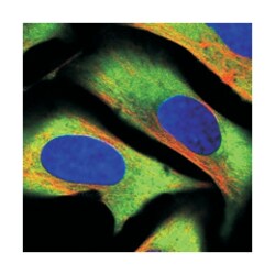 CAPRIN1 Rabbit anti-Human, Polyclonal Antibody, Abnova 100 &mu;L | Buy Online | Abnova Corporation | Fisher Scientific