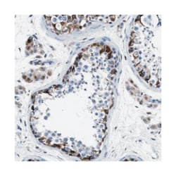 OR10G3, Rabbit, Polyclonal Antibody, Abnova 100 &mu;L | Buy Online | Abnova Corporation | Fisher Scientific