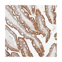 FAM132A, Rabbit, Polyclonal Antibody, Abnova 100&mu;L; Unlabeled:Antibodies,