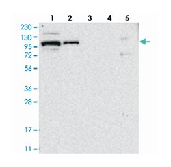 BICD2 Rabbit anti-Human, Polyclonal Antibody, Abnova 100&mu;L; Unlabeled:Antibodies,