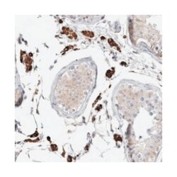 SYTL5 Rabbit anti-Human, Polyclonal Antibody, Abnova 100μL; Unlabeled:Antibodies,
