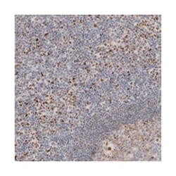 C1orf64 Rabbit anti-Human, Polyclonal Antibody, Abnova 100 &mu;L | Buy Online | Abnova Corporation | Fisher Scientific