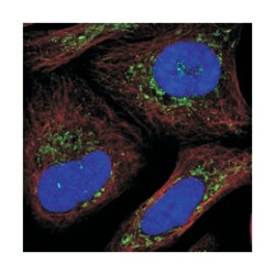 SLC25A26, Rabbit, Polyclonal Antibody, Abnova 100 &mu;L | Buy Online | Abnova Corporation | Fisher Scientific