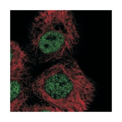 ZNF318 Rabbit anti-Human, Polyclonal Antibody, Abnova 100&mu;L; Unlabeled:Antibodies,