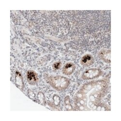 TOX4 Rabbit anti-Human, Polyclonal Antibody, Abnova 100&mu;L; Unlabeled:Antibodies,