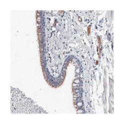KCND2 Rabbit anti-Human, Polyclonal Antibody, Abnova 100&mu;L; Unlabeled:Antibodies,