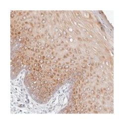 BCL2L15 Rabbit anti-Human, Polyclonal Antibody, Abnova 100&mu;L; Unlabeled:Antibodies,