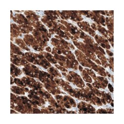 TM7SF2, Rabbit, Polyclonal Antibody, Abnova 100&mu;L; Unlabeled:Antibodies,