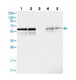 BSDC1, Rabbit, Polyclonal Antibody, Abnova 100 &mu;L | Buy Online | Abnova Corporation | Fisher Scientific