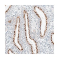 BSDC1, Rabbit, Polyclonal Antibody, Abnova 100 &mu;L | Buy Online | Abnova Corporation | Fisher Scientific