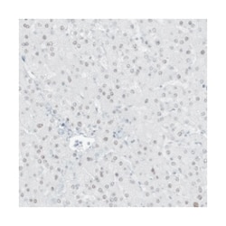 ZFP64, Rabbit, Polyclonal Antibody, Abnova 100&mu;L; Unlabeled:Antibodies,