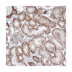 PLEKHA5 Rabbit anti-Human, Polyclonal Antibody, Abnova 100 &mu;L | Buy Online | Abnova Corporation | Fisher Scientific