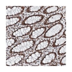 MATR3 Rabbit anti-Human, Polyclonal Antibody, Abnova 100&mu;L; Unlabeled:Antibodies,