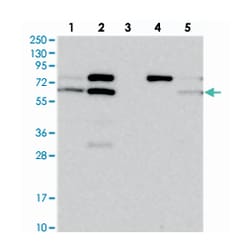 CWF19L1 Rabbit anti-Human, Mouse, Polyclonal Antibody, Abnova 100 &mu;L | Buy Online | Abnova Corporation | Fisher Scientific