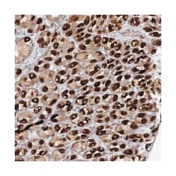 RAB11FIP2, Rabbit, Polyclonal Antibody, Abnova 100&mu;L; Unlabeled:Antibodies,