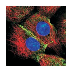 IQSEC1, Rabbit, Polyclonal Antibody, Abnova 100&mu;L; Unlabeled:Antibodies,