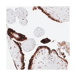 CNPY2 Rabbit anti-Human, Polyclonal Antibody, Abnova 100&mu;L; Unlabeled:Antibodies,