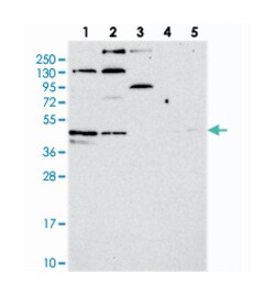 C14orf80, Rabbit, Polyclonal Antibody, Abnova 100&mu;L; Unlabeled:Antibodies,