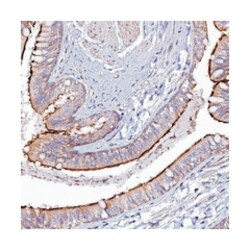 FAM154B Rabbit anti-Human, Polyclonal Antibody, Abnova 100&mu;L; Unlabeled:Antibodies,