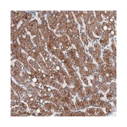 VPS37D, Rabbit, Polyclonal Antibody, Abnova 100 &mu;L | Buy Online | Abnova Corporation | Fisher Scientific