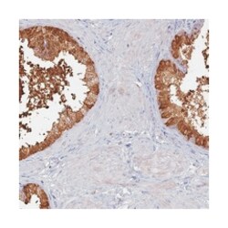 SFT2D2, Rabbit, Polyclonal Antibody, Abnova 100 &mu;L | Buy Online | Abnova | Fisher Scientific
