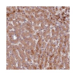 CLRN2, Rabbit, Polyclonal Antibody, Abnova 100 &mu;L | Buy Online | Abnova Corporation | Fisher Scientific