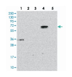 ARHGAP19, Rabbit, Polyclonal Antibody, Abnova 100&mu;L; Unlabeled:Antibodies,
