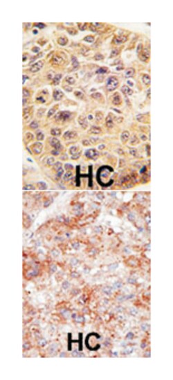 UBB Rabbit anti-Human, Polyclonal Antibody, Abnova 400 &mu;L | Buy Online | Abnova Corporation | Fisher Scientific