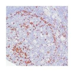 CD38 Rabbit anti-Human, Polyclonal Antibody, Abnova 100 &mu;L | Buy Online | Abnova Corporation | Fisher Scientific