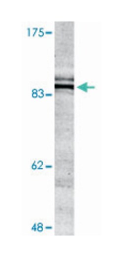 PIK3R1/PIK3R3 (phospho Y467/Y199), Rabbit anti-Human, Polyclonal Antibody,