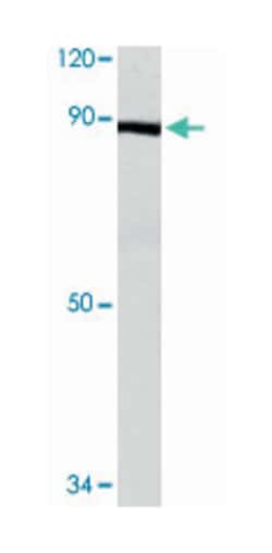 NTRK2 (phospho Y509), Rabbit anti-Human, Polyclonal Antibody, Abnova 100&mu;L;