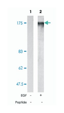 EGFR (phospho T693), Rabbit anti-Human, Mouse, Rat, Polyclonal Antibody,