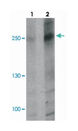 ATG2B Rabbit anti-Human, Polyclonal Antibody, Abnova 100&mu;g; Unlabeled:Antibodies,