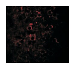 NSRP1, Chicken, Polyclonal Antibody, Abnova 100&mu;g; Unlabeled:Antibodies,