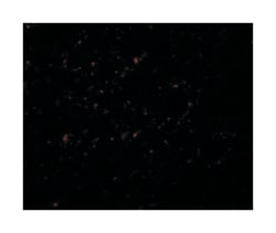 GRB10 Rabbit anti-Human, Mouse, Rat, Polyclonal Antibody, Abnova 100&mu;g;