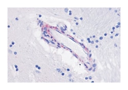 CHRM5 Rabbit anti-Human, Monkey, Polyclonal Antibody, Abnova 50 &mu;g | Buy Online | Abnova Corporation | Fisher Scientific