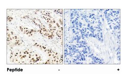 CDC2 Rabbit anti-Human, Mouse, Rat, Polyclonal Antibody, Abnova 100&mu;g;