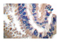 CUL1 Rabbit anti-Human, Mouse, Polyclonal Antibody, Abnova 100&mu;L; Unlabeled:Antibodies,