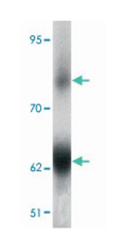 GOLGA5, Rabbit, Polyclonal Antibody, Abnova 100&mu;g; Unlabeled:Antibodies,