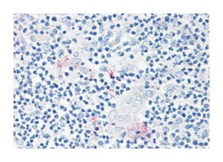 RORC Rabbit anti-Human, Polyclonal Antibody, Abnova 50 &mu;g | Buy Online | Abnova Corporation | Fisher Scientific