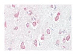 LINGO1 Rabbit anti-Bovine, Dog, Horse, Human, Monkey, Mouse, Pig, Rabbit, Rat, Zebra fish, Polyclonal Antibody, Abnova 50 &mu;g | Buy Online | Abnova Corporation | Fisher Scientific