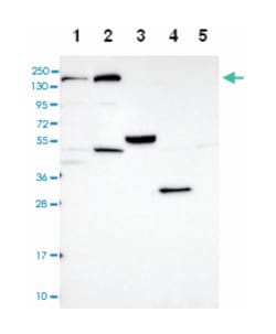 ANKRD50, Rabbit, Polyclonal Antibody, Abnova 100 &mu;L | Buy Online | Abnova Corporation | Fisher Scientific