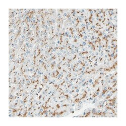CTSD Rabbit anti-Human, Polyclonal Antibody, Abnova 100 &mu;L | Buy Online | Abnova Corporation | Fisher Scientific