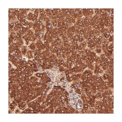 SH2D4A Rabbit anti-Human, Mouse, Rat, Polyclonal Antibody, Abnova 100&mu;L;
