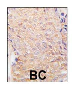 ALDH6A1 Rabbit anti-Human, Polyclonal Antibody, Abnova 400&mu;L; Unlabeled:Antibodies,