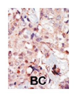 MYLK Rabbit anti-Human, Mouse, Polyclonal Antibody, Abnova 400&mu;L; Unlabeled:Antibodies,