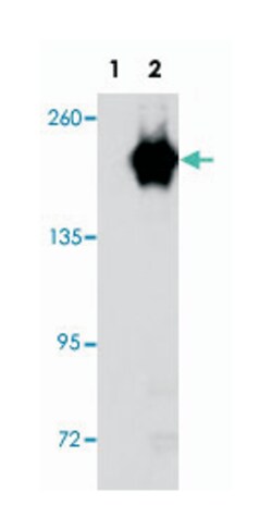 GAK Rabbit anti-Human, Polyclonal Antibody, Abnova 400 &mu;L | Buy Online | Abnova Corporation | Fisher Scientific