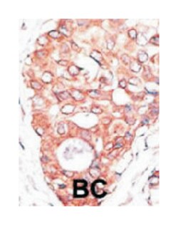 TLR2 Rabbit anti-Human, Polyclonal Antibody, Abnova 400 &mu;L | Buy Online | Abnova Corporation | Fisher Scientific