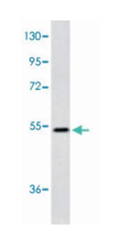 MFAP1 Rabbit anti-Human, Polyclonal Antibody, Abnova 400 &mu;L | Buy Online | Abnova Corporation | Fisher Scientific