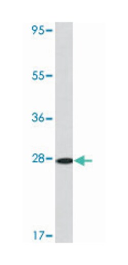 ARL1 Rabbit anti-Human, Polyclonal Antibody, Abnova 400&mu;L; Unlabeled:Antibodies,